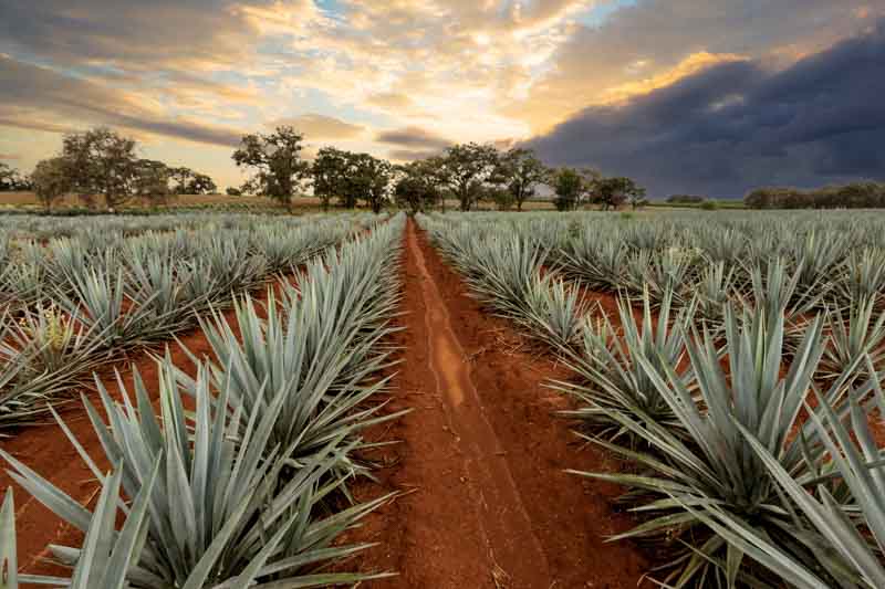 Blue Weber agave