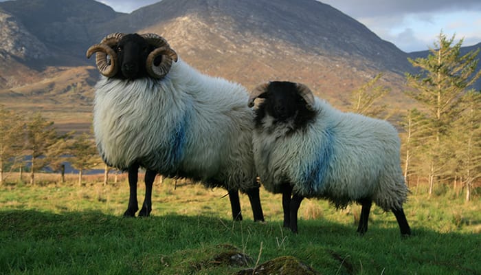 Irish Blackface