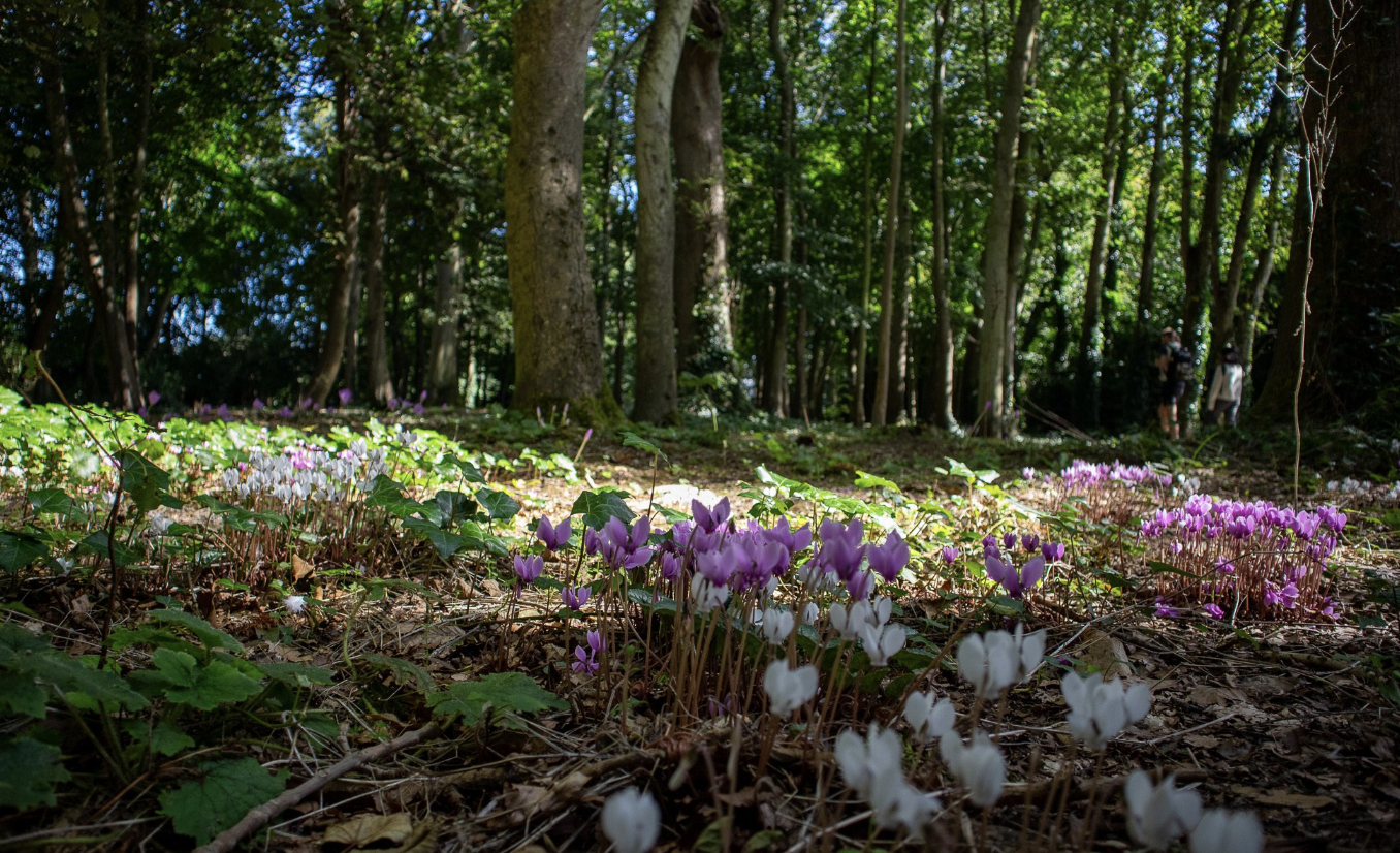 Malahide Castle and Gardens