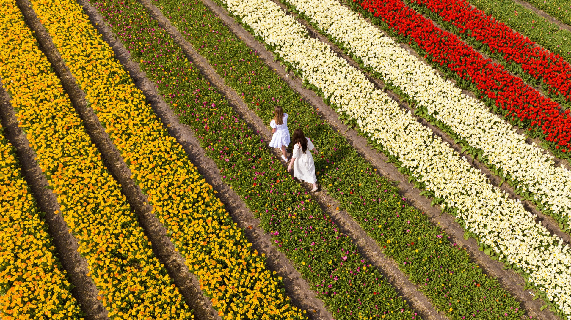 Tulip Season at Anantara Amsterdam