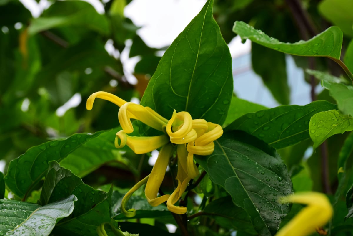 Ylang-Ylang’s Luxurious Reputation