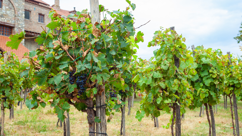 Forget the French for a Minute! Take a Bold Journey into Georgian Wine