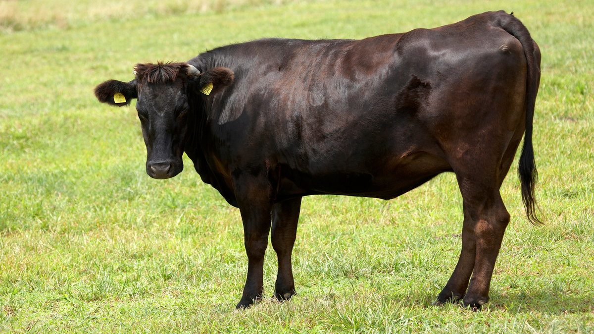 The Hidden Secrets of Wagyu Beef