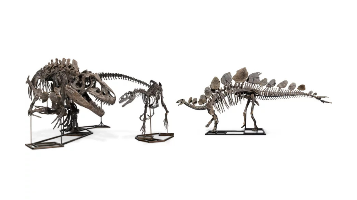 Christie's Auction: Jurassic Icons Allosaurus & Stegosaurus