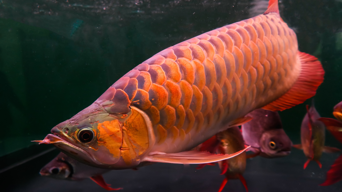 The Arowana Fish and Its Worth Beyond Beauty and Myth