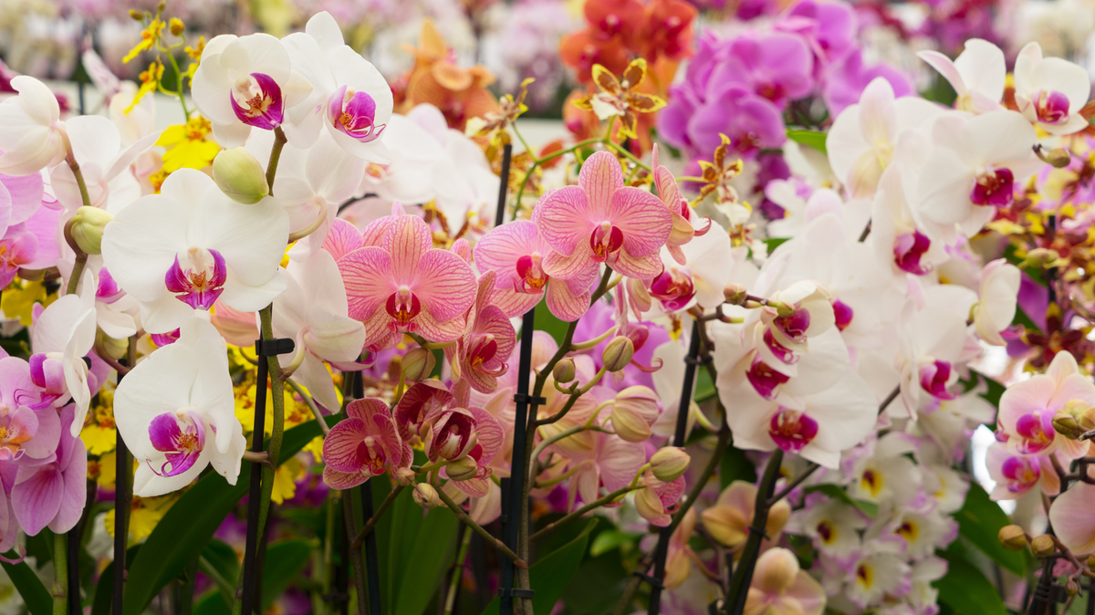 The Irish Orchid Society’s Spring Show Blooms Again