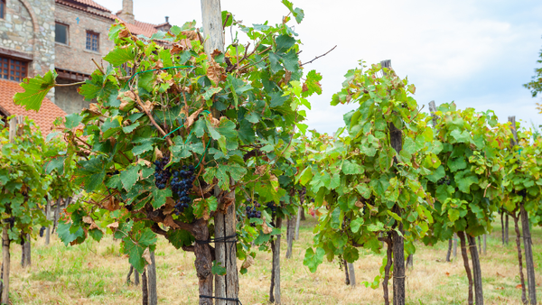 Georgian Wine Kakheti