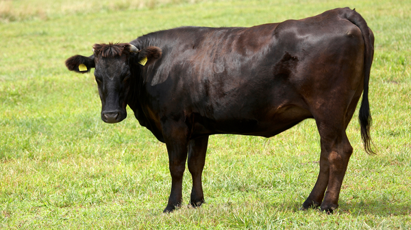 Wagyu Beef