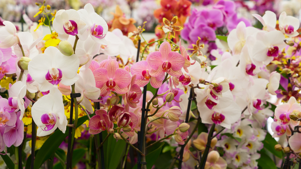 Orchids